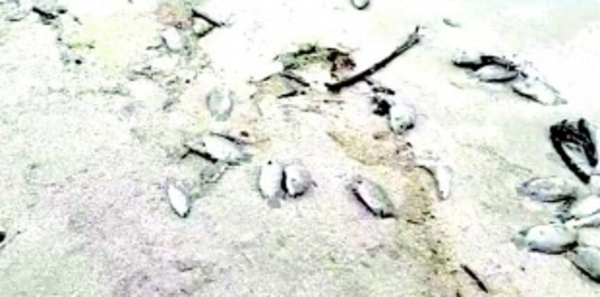 Fishers’ association demands review of factory’s effluent treatment plant