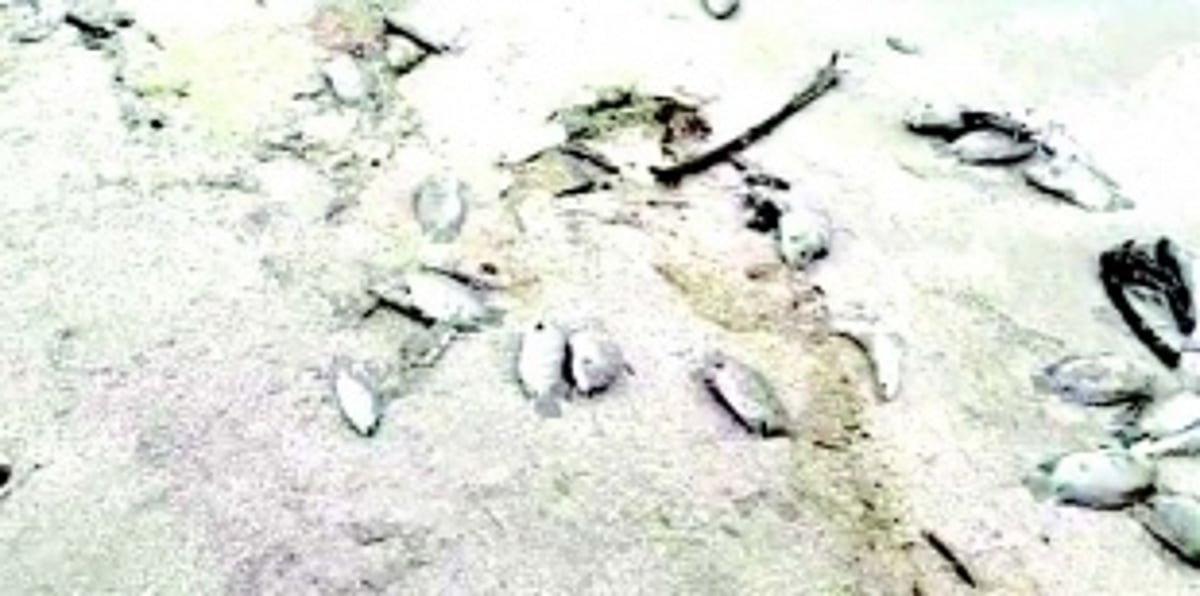 Fishers’ association demands review of factory’s effluent treatment plant