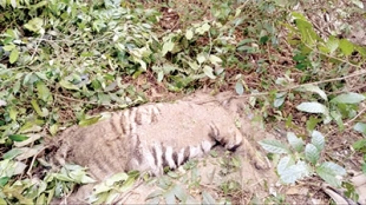 Five accused of killing a tiger at Keri acquitted after 13 years
