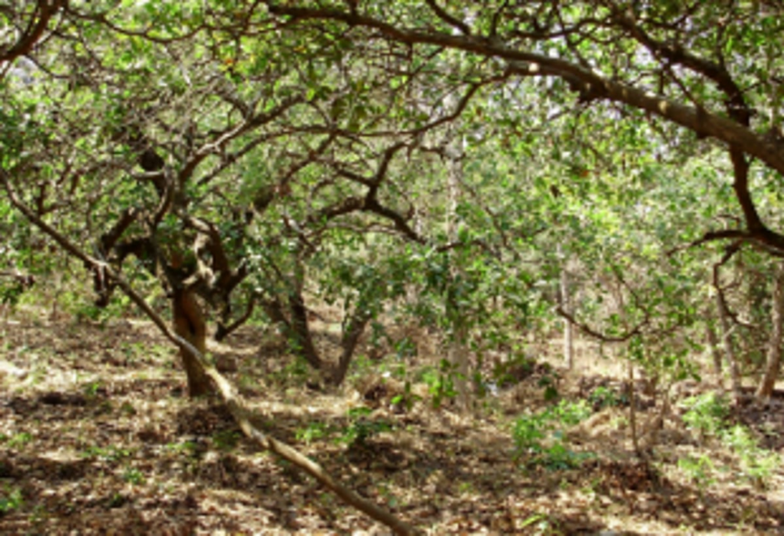 Five cashew plantations  at Uguem gutted in fire