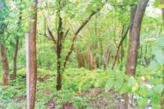 Flashpoint Assagao: Massive tree felling invokes the ire of locals