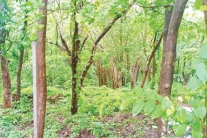 Flashpoint Assagao: Massive tree felling invokes the ire of locals