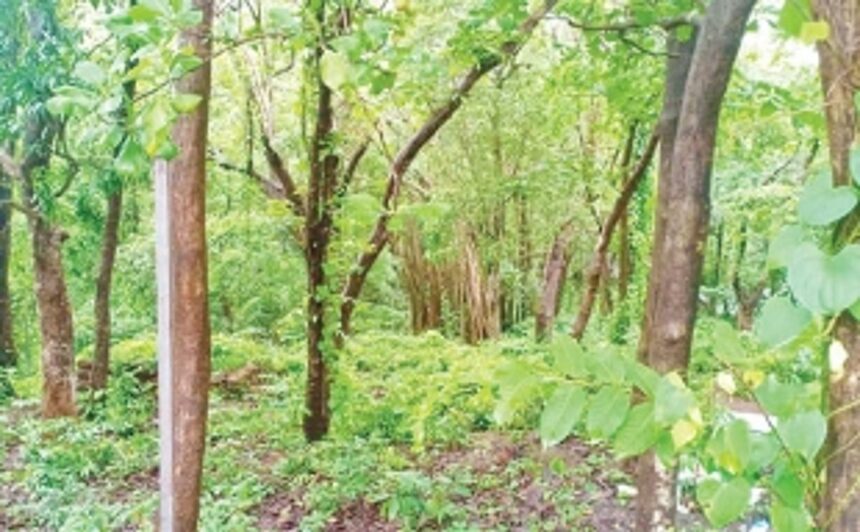 Flashpoint Assagao: Massive tree felling invokes the ire of locals