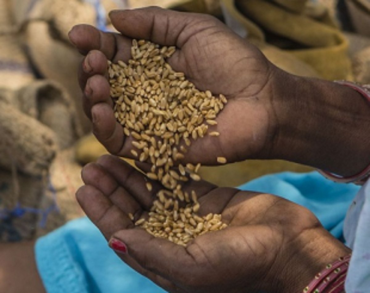 Food grains  distribution on under  PMGKAY scheme
