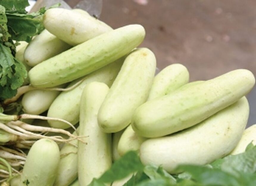 For Goans, local cucumber more than just a vegetable 1 For Goans, local cucumber more than just a vegetable