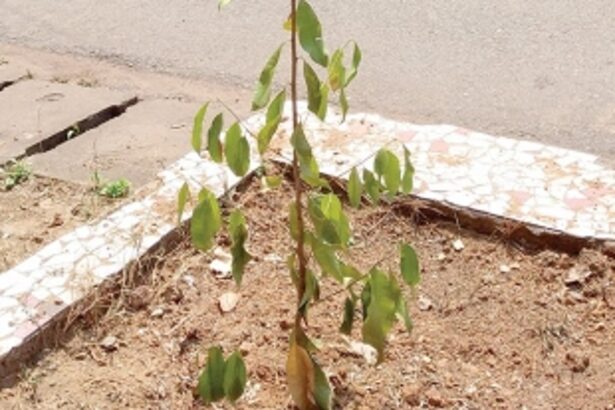 For saplings planted in Vasco tree-guards are missing