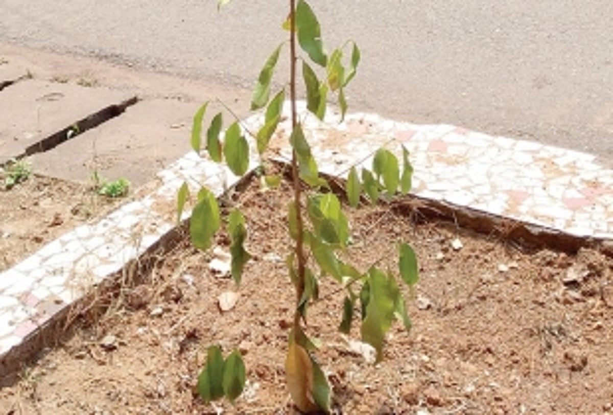 For saplings planted in Vasco tree-guards are missing