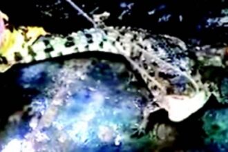 Forest Department captures crocodile in pond near Baina Church