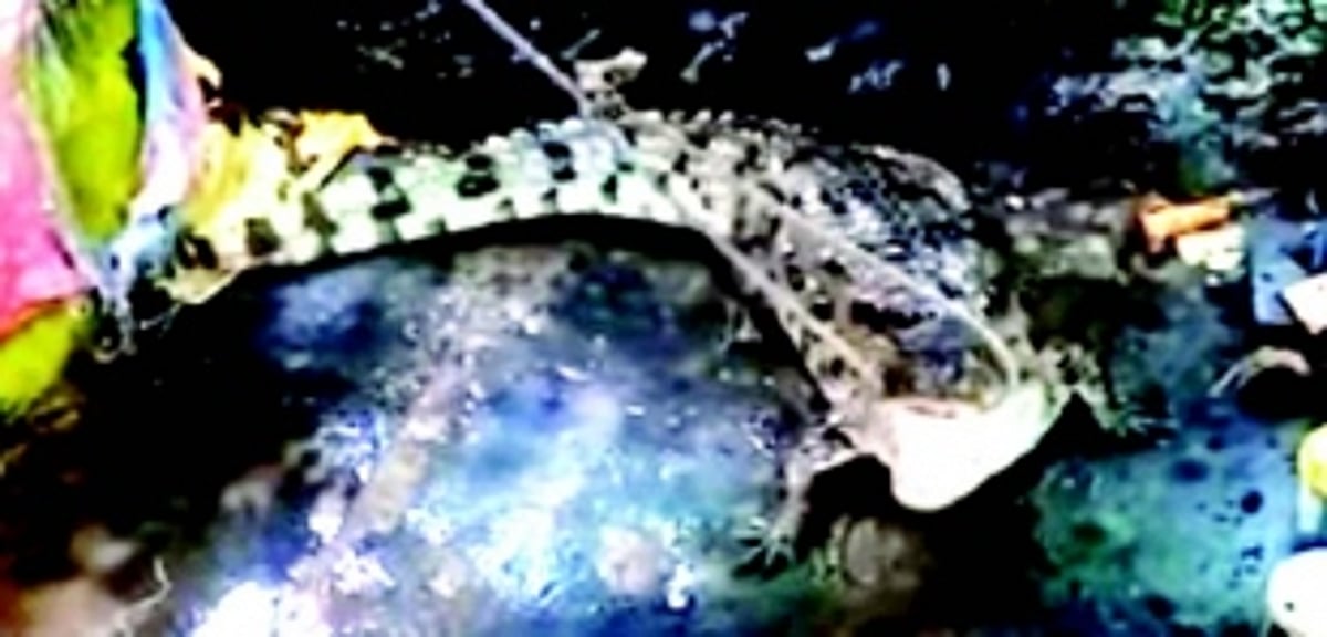 Forest Department captures crocodile in pond near Baina Church