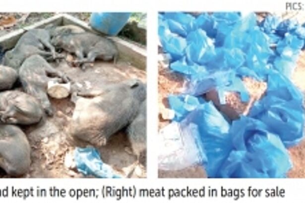 Forest Department raid exposes  slaughter of pigs at Dharbandora
