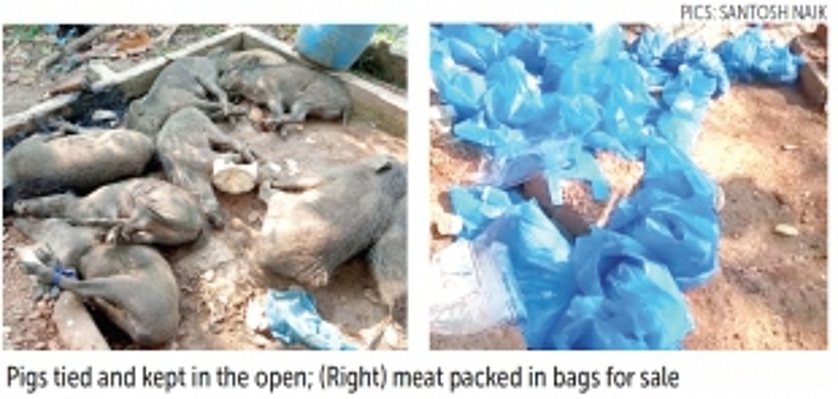 Forest Department raid exposes  slaughter of pigs at Dharbandora