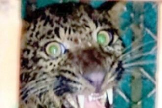 Forest Department rescues an adult leopard