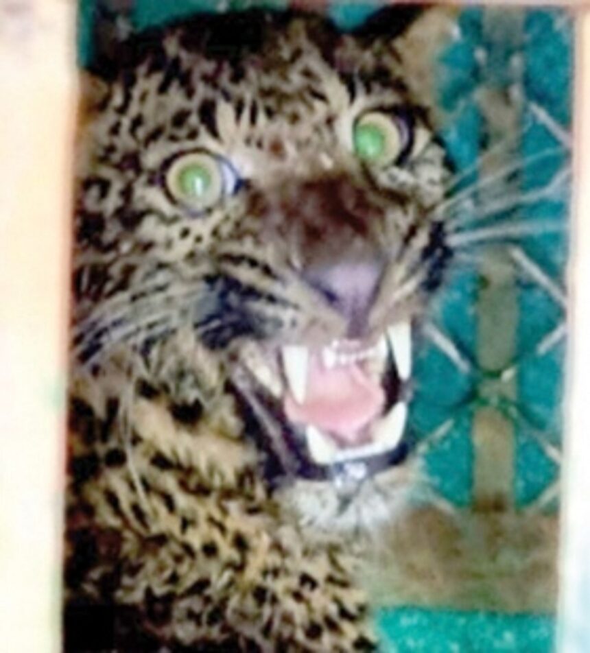 Forest Department rescues an adult leopard