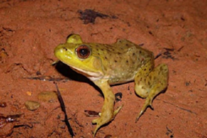 Forest Department starts strict vigil to curb frog poaching