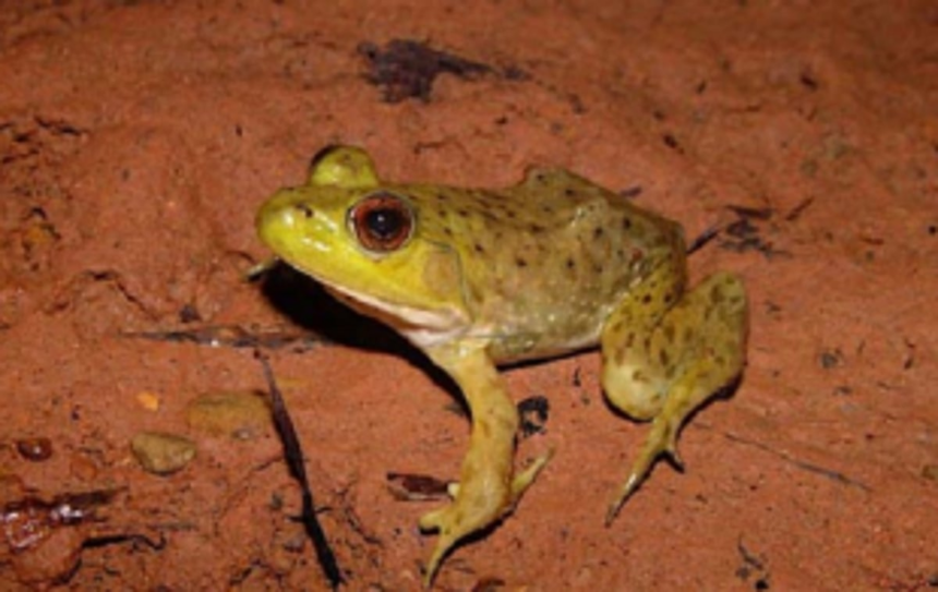 Forest Department starts strict vigil to curb frog poaching