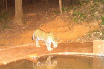 Forest Dept constructs waterholes to restrain  wild animals from straying into villages