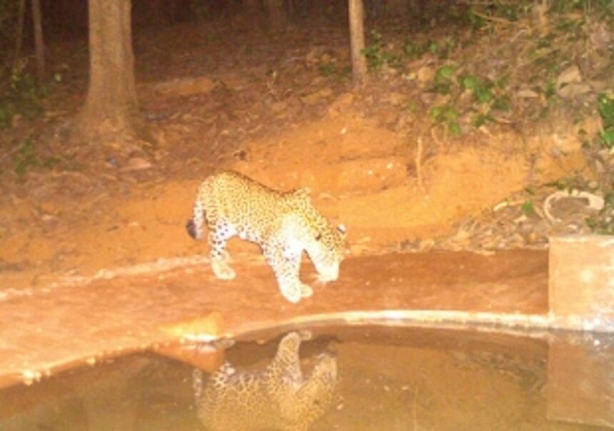 Forest Dept constructs waterholes to restrain wild animals from straying into villages 1 Forest Dept constructs waterholes to restrain wild animals from straying into villages