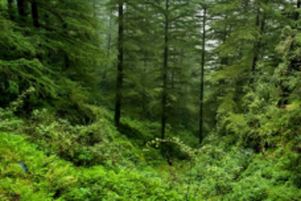 Forest Dept daily wagers demand regularisation