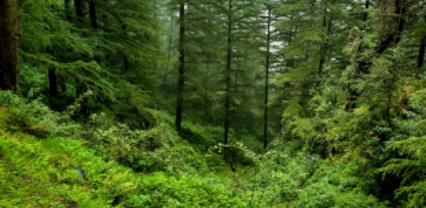 Forest Dept daily wagers demand regularisation 1 Forest Dept daily wagers demand regularisation