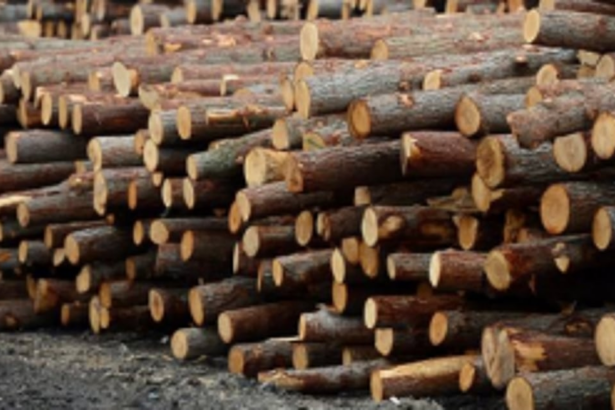Forest Dept issues notification  on timber transportation