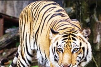 Forest Dept proposes Tiger Safari  in Bondla Zoo’s protected areas