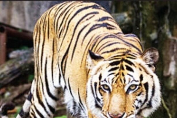 Forest Dept proposes Tiger Safari  in Bondla Zoo’s protected areas