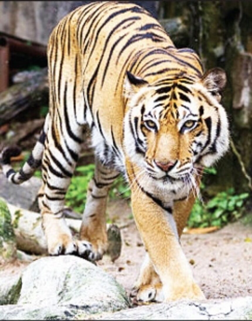 Forest Dept proposes Tiger Safari in Bondla Zoo’s protected areas 1 Forest Dept proposes Tiger Safari in Bondla Zoo’s protected areas