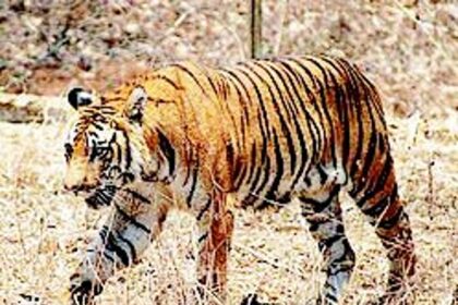 Forest Dept says no tigers in Mhadei. They’re in denial, asserts Kerkar