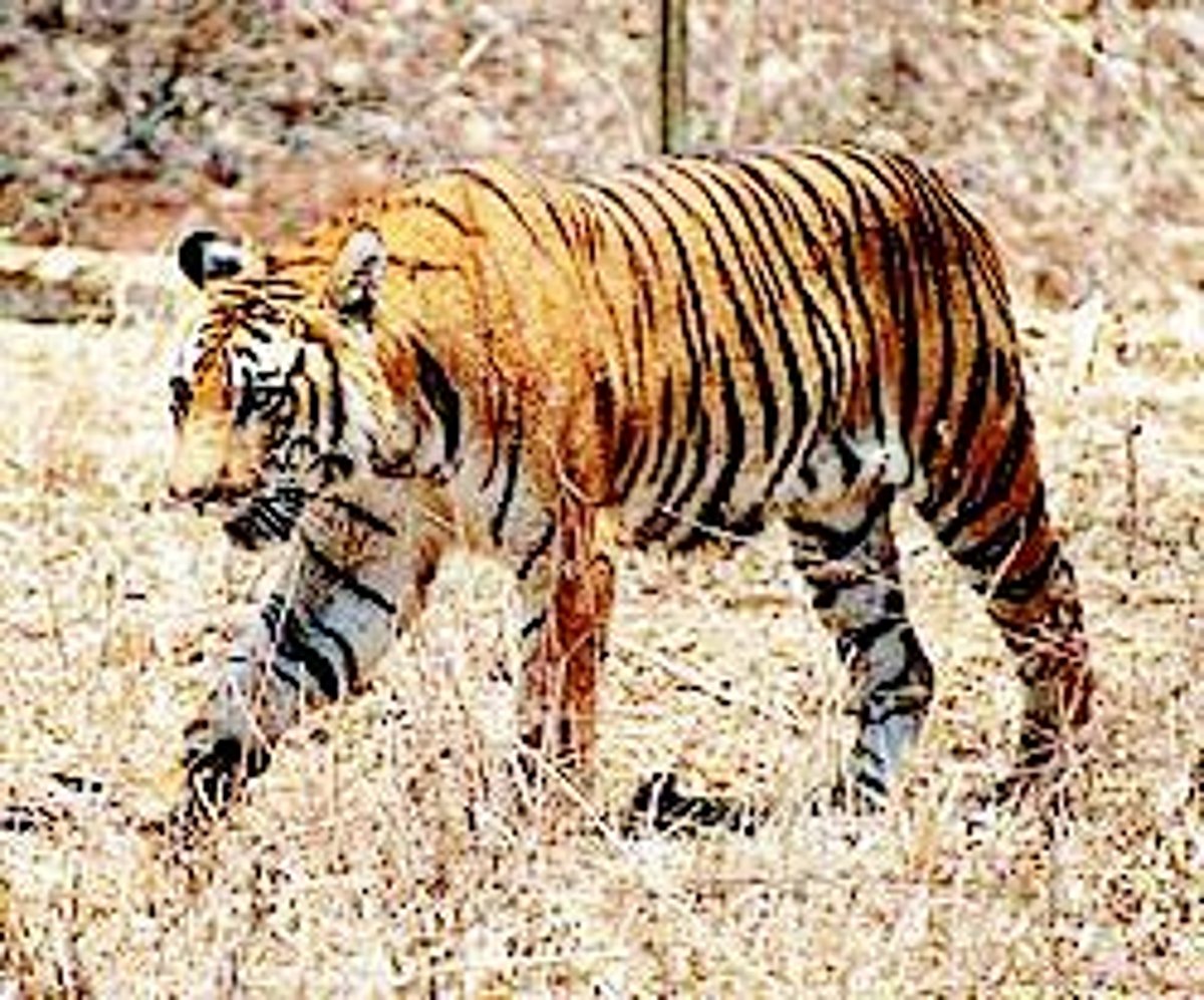 Forest Dept says no tigers in Mhadei. They’re in denial, asserts Kerkar
