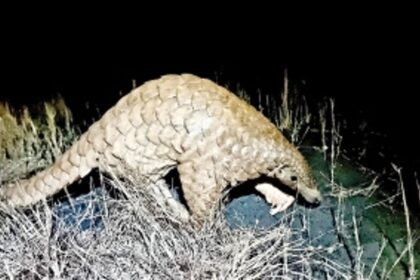 Forest Dept, wildlife rescuers save injured Indian Pangolin found floating in river near Rachol