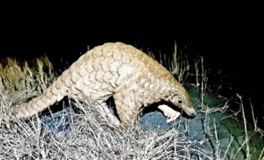 Forest Dept, wildlife rescuers save injured Indian Pangolin found floating in river near Rachol