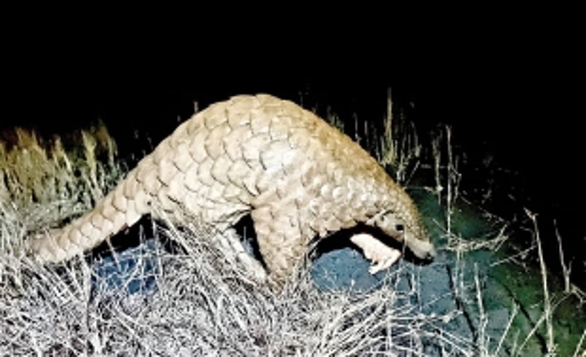 Forest Dept, wildlife rescuers save injured Indian Pangolin found floating in river near Rachol