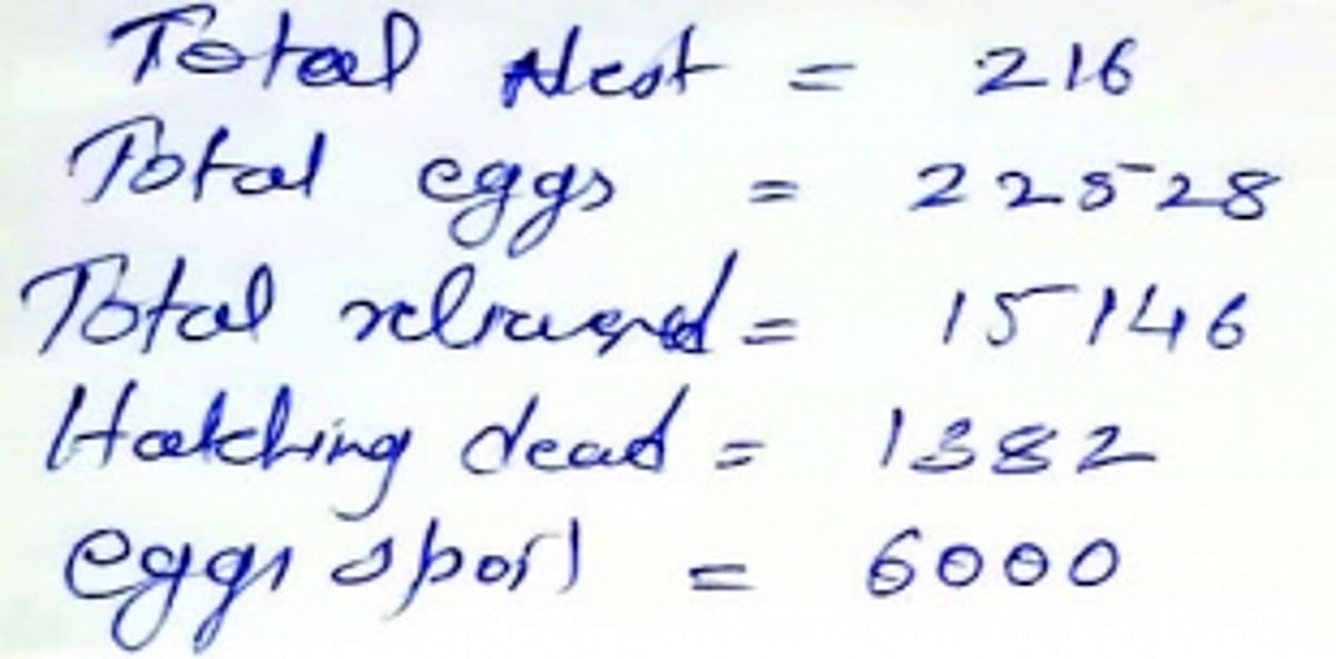Forest dept officially insists that turtle  eggs were not ‘stolen’ but ‘spoilt’,  with no official evidence