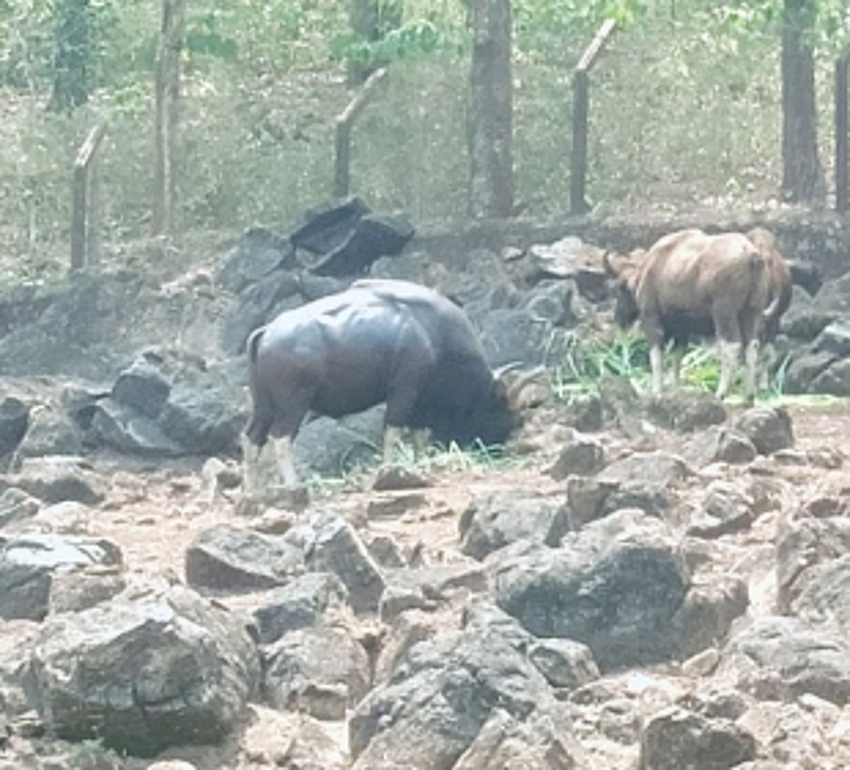 Forest officials have no answer on  falling trees at Mollem