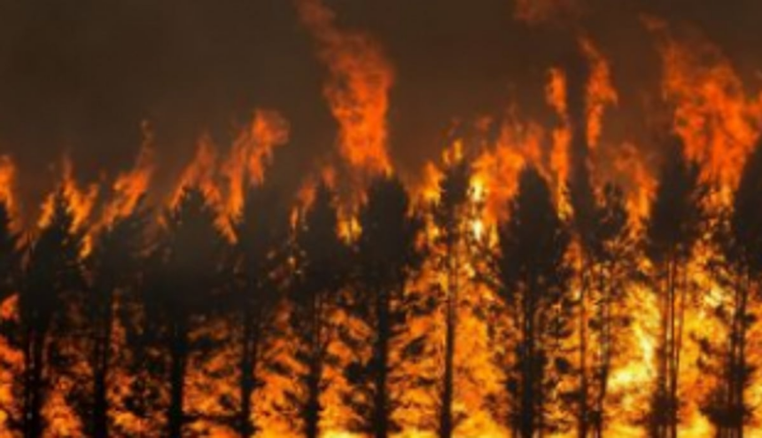 Forest trees gutted in fire at Khandepar 1 Forest trees gutted in fire at Khandepar