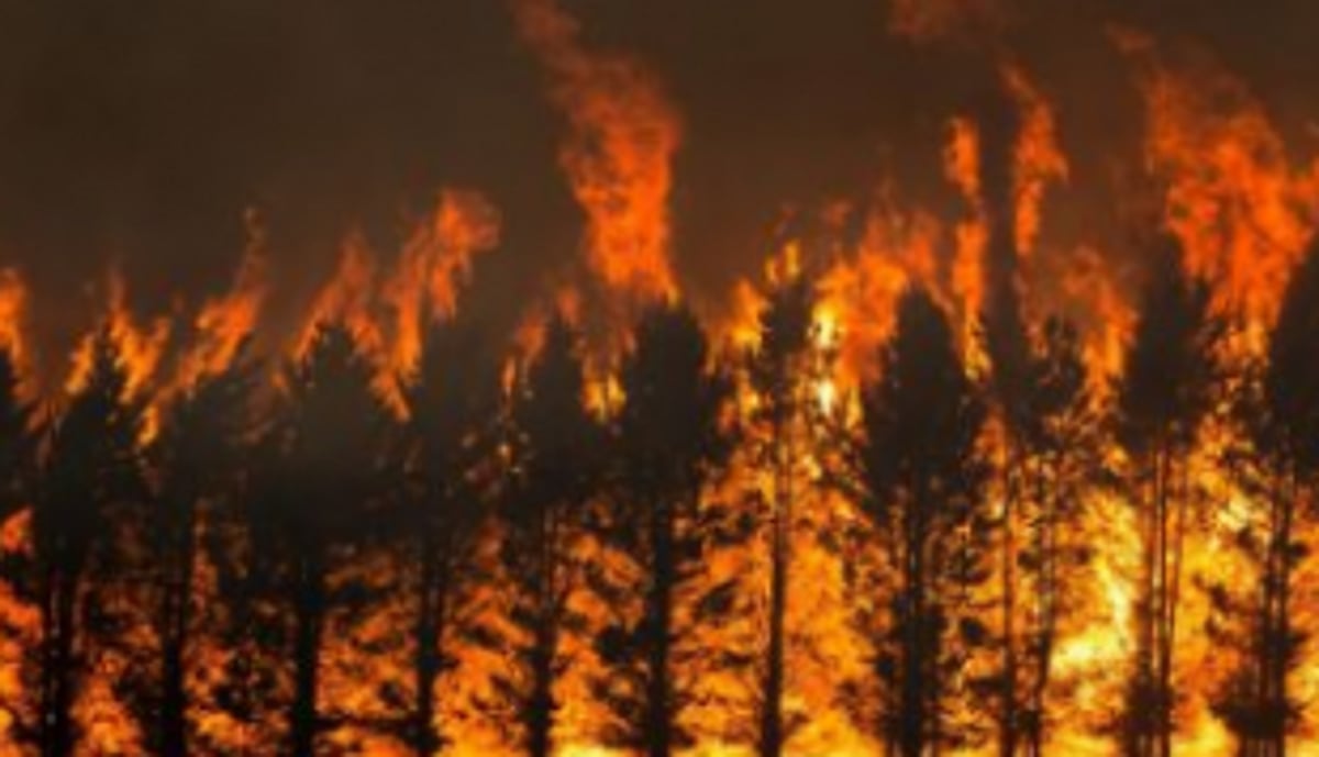 Forest trees gutted in fire at Khandepar
