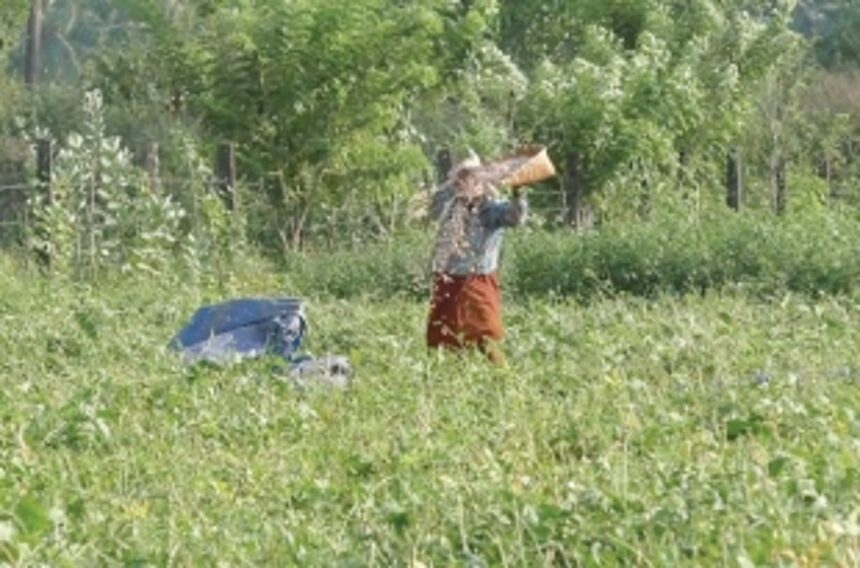 Forget mining and prosper with agriculture