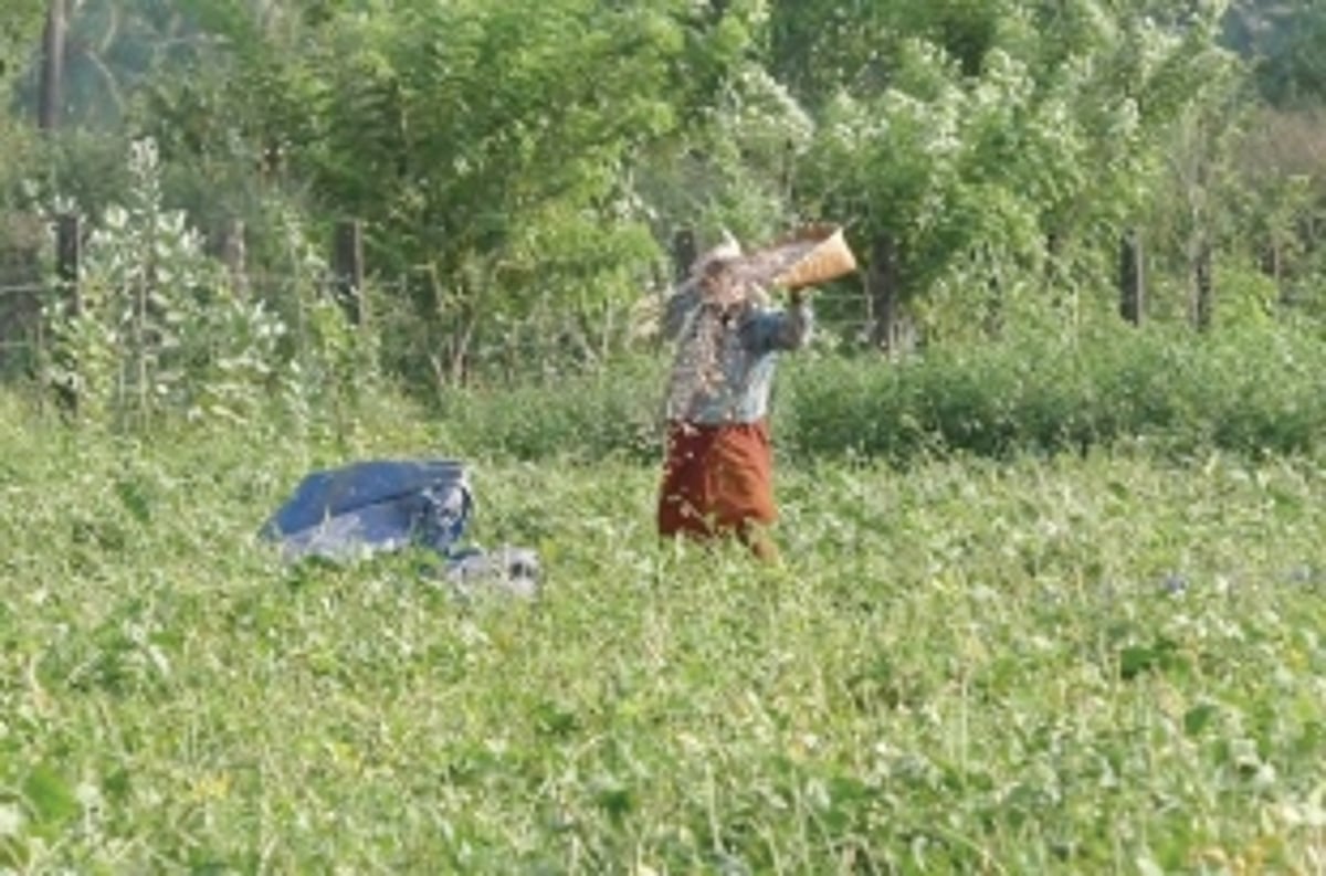 Forget mining and prosper with agriculture