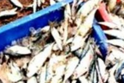 Formalin Checks at Fatorda Fish Market Reduced to Mere Formality, Say Vendors