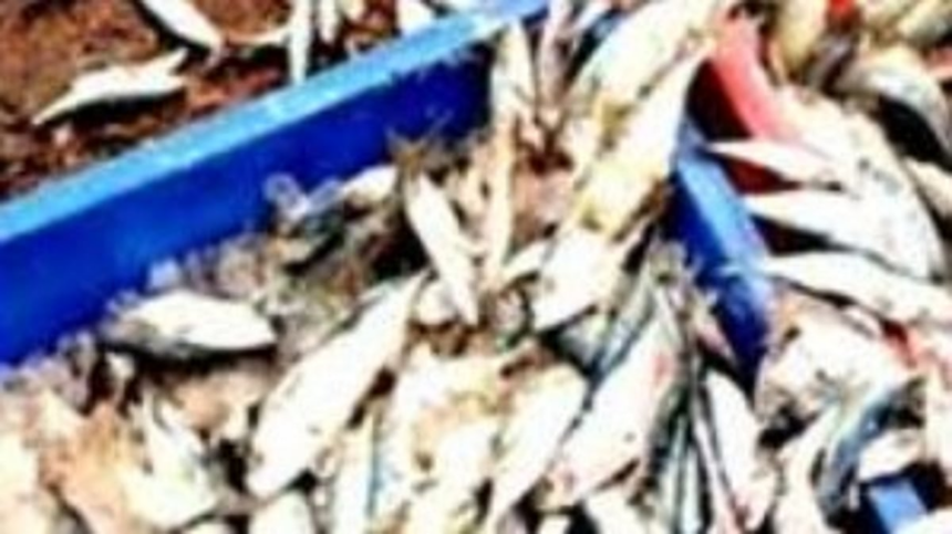 Formalin Checks at Fatorda Fish Market Reduced to Mere Formality, Say Vendors 1 Formalin Checks at Fatorda Fish Market Reduced to Mere Formality, Say Vendors