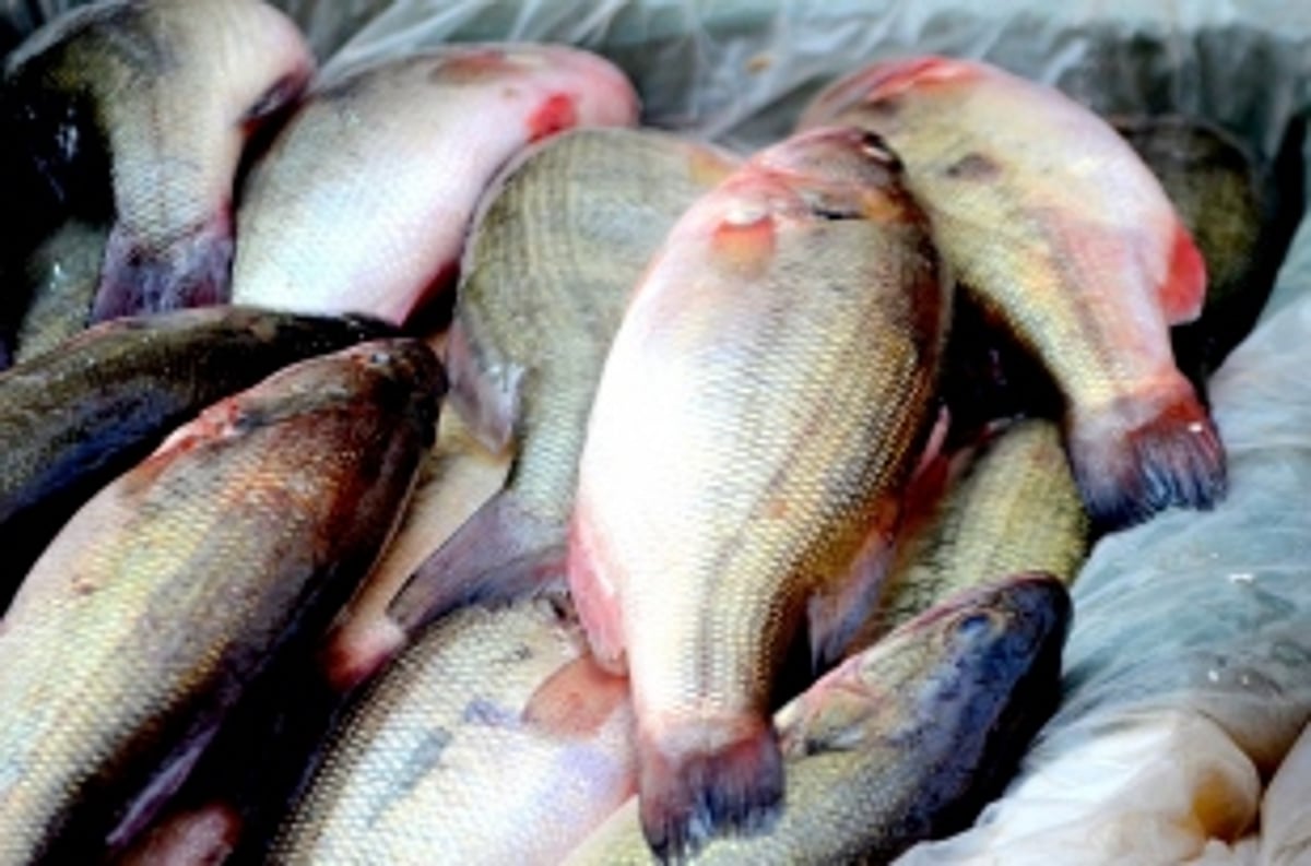 Formalin in small quantity does  not cause death: Govt lawyer