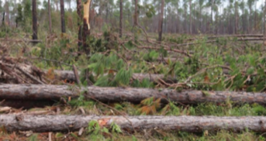 Forum raises concern over biodiversity destruction at Calangute 1 Forum raises concern over biodiversity destruction at Calangute