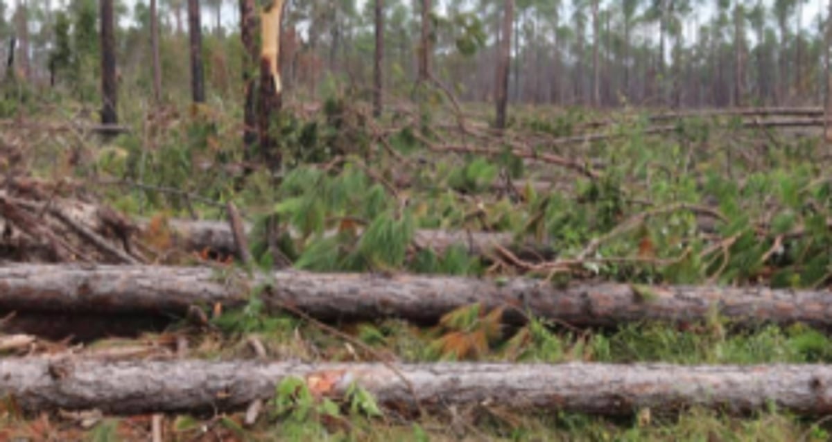 Forum raises concern over biodiversity  destruction at Calangute
