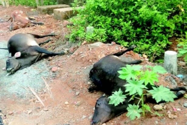 Four cattle killed, calf escapes with minor injuries in Dhavali accident