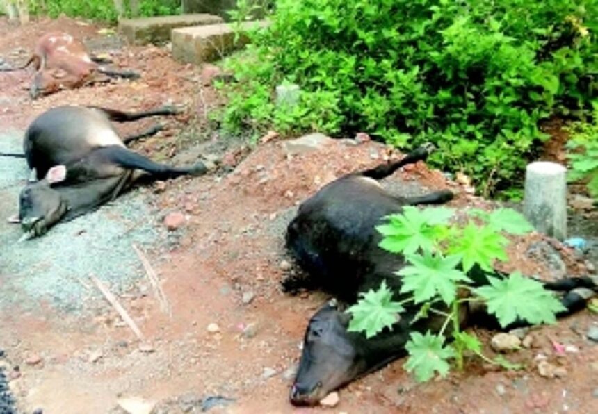 Four cattle killed, calf escapes with minor injuries in Dhavali accident