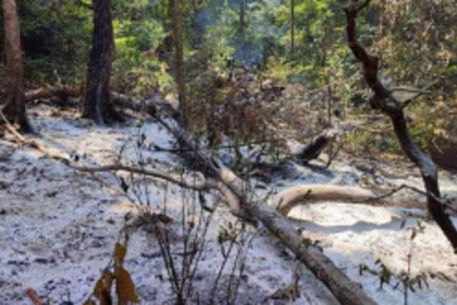 Four hundred cashew trees reduced to ashes in Valpoi fire, farmers in distress