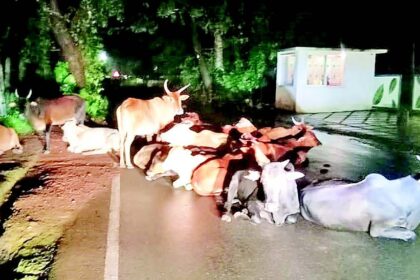 Four-legged speed breakers on roads