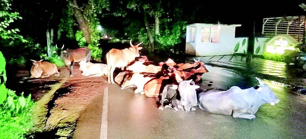 Four-legged speed breakers on roads