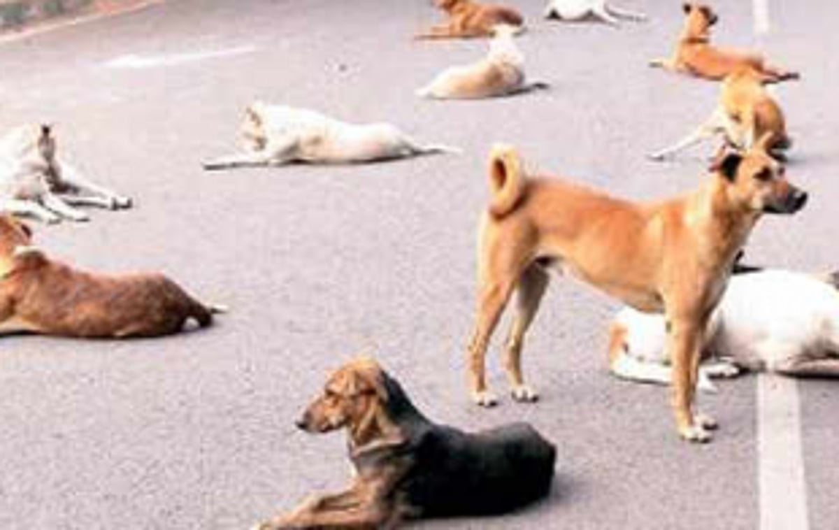 Four stray dogs die of electrocution at Kavlem
