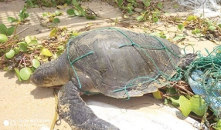 Four turtles trapped in abandoned nets rescued 1 Four turtles trapped in abandoned nets rescued